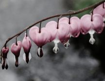 Wonderful pink flowers shape on heart - Good morning love
