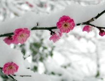 Apple blossom flowers covered with snow - HD wallpaper