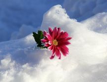 Pink flower in the big snow - HD wallpaper