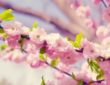 Wonderful blossom trees - Pink cherry flowers HD wallpaper