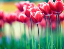 Garden full of red tulips - HD wallpaper spring flowers