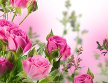 Pink rose flowers - Beautiful perfume