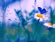 Blue butterfly on a white beautiful flowers - HD wallpaper