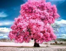 Big cherry blossom tree - wonderful wallpaper nature