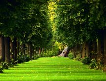 Right tree on the forest - Beautiful green path and field