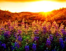 Sunset - Beautiful light over the flowers and mountains