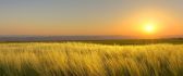 Wheat field and beautiful sunset time - HD wallpaper