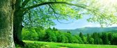 Wonderful tree - Summer green forest time
