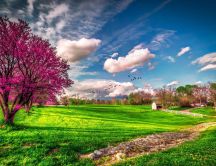 Wonderful spring day - Purple flowers and green field