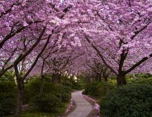 Japanese cherry tree - Wonderful path in a park