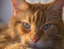 Fixed view cat - Wonderful golden kitty