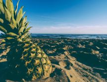 Macro pineapple hd wallpaper - fruit in the sand beach