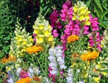 Colorful summer flowers in the garden - snapdragon