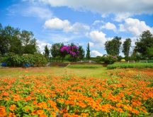 Field full with orange flowers - Beautiful garden