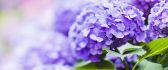 Beautiful purple hydrangea - HD wallpaper flower time