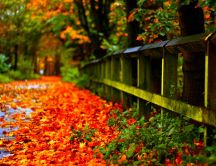 Rusty leaves on the path in the park - HD wallpaper