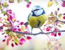 Little bird on a spring branch full with flowers