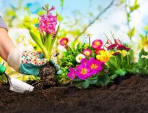 How to grow spring flowers - Beautiful season
