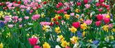 Spring flowers in a beautiful garden - Magic colors