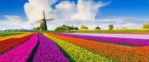 Magic spring moments - Wonderful field full tulips color