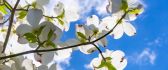 White flowers blossom apple tree - Spring season