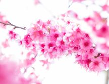 Macro pink color - pink blossom flowers - HD wallpaper